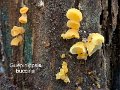 Guepiniopsis buccina-amf849